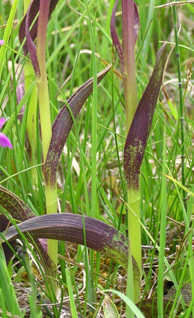 Dactylorhiza...